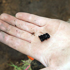 Photographie couleur, vue rapprochée, d'une main tenant un maïs carbonisé mesurant un peu plus d'un centimètre.