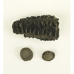 Colour photograph of a charred corn cob and two squash seeds.
