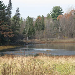 Color photograph of a swamp surrounded by trees during autumn.