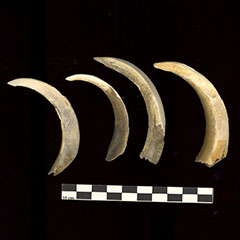 Colour photograph of four bear claws placed one next to the others.
